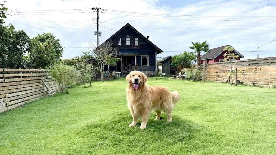 Dog Cottage D-99