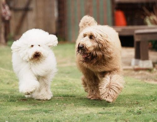 大型犬も満足！庭が広いドッグラン