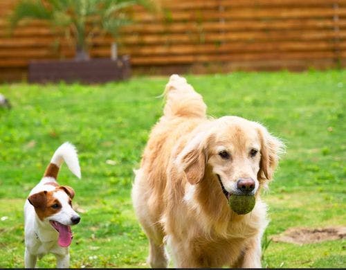 完全プライベートドックラン