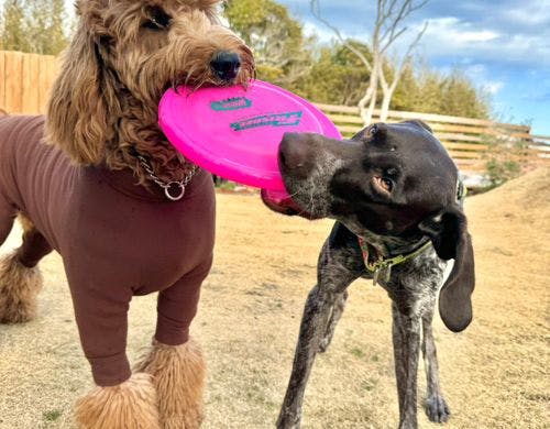 楽しく遊べる！