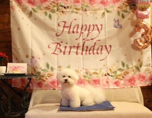 バースデープランこまちちゃん