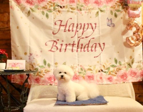 バースデープランのこまちちゃん