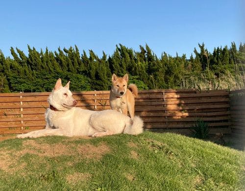 愛犬と一緒に楽しい時間を