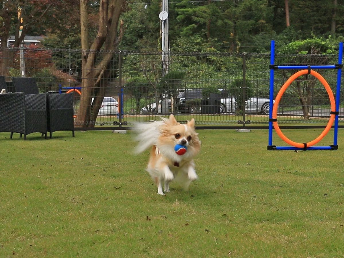 สวนสุนัข