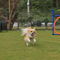 สวนสุนัข