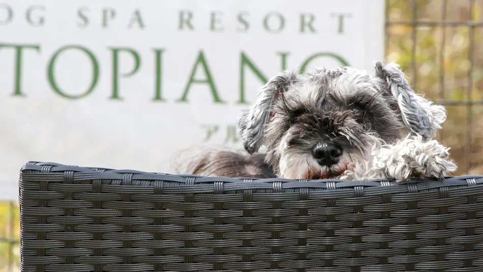 DOG SPA RESORT Altopiano