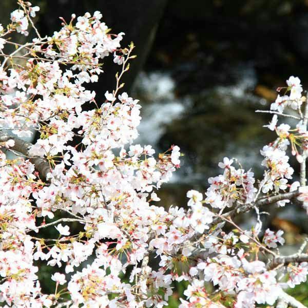 Kappo Ryokan Miharu-so