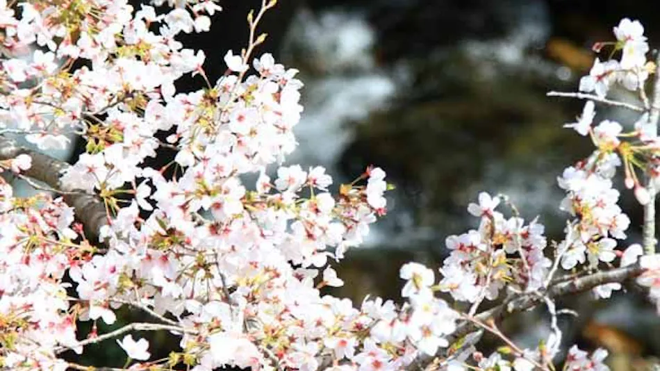 Kappo Ryokan Miharu-so
