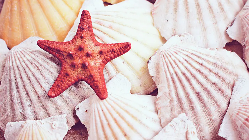 Sunlit Inn Sunset Palm