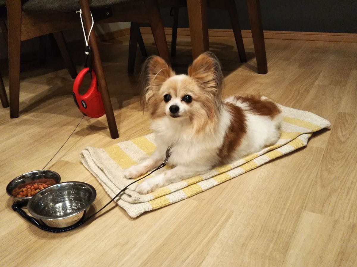 ShareResort Animal Palace