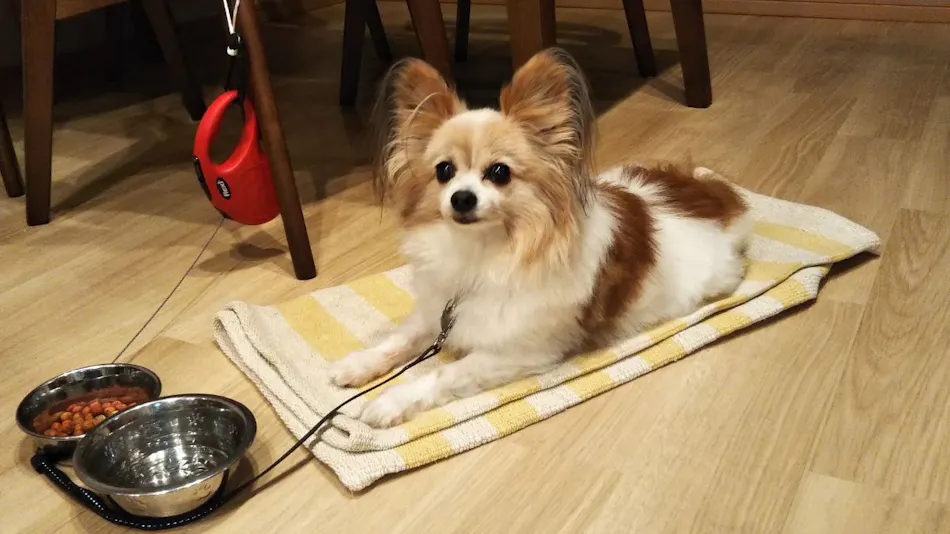 ShareResort Animal Palace