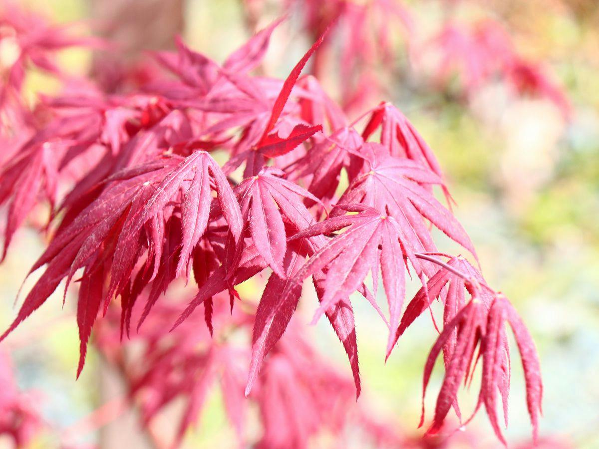 Tsubaki-an