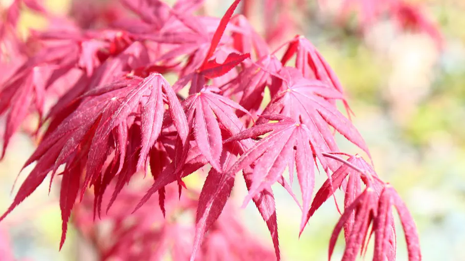 Tsubaki-an