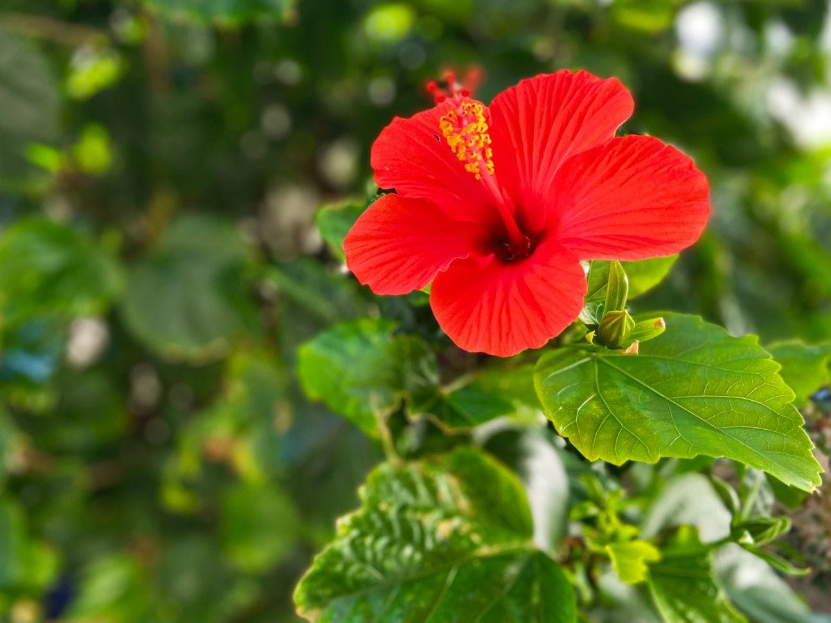 Yamashita Ryokan Annex