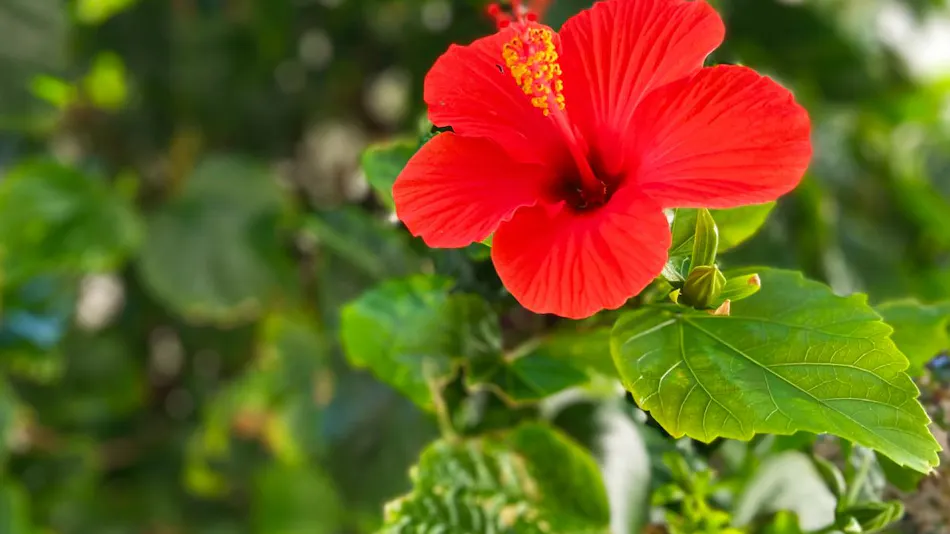 Yamashita Ryokan Annex