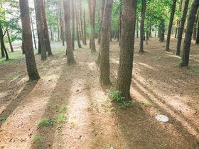 ＰＩＣＡ八ヶ岳明野