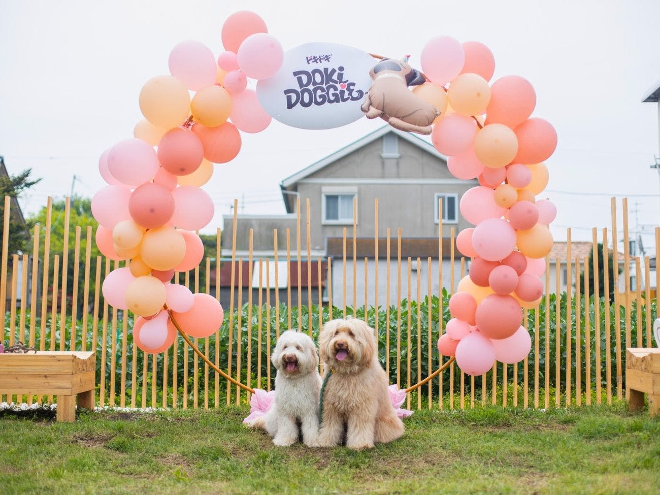 Doki Doggie Aburatsubo globe