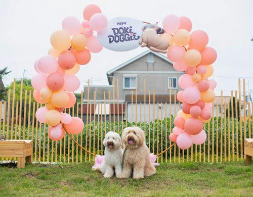 愛犬が主役になれるDokiDoggieのドッグラン