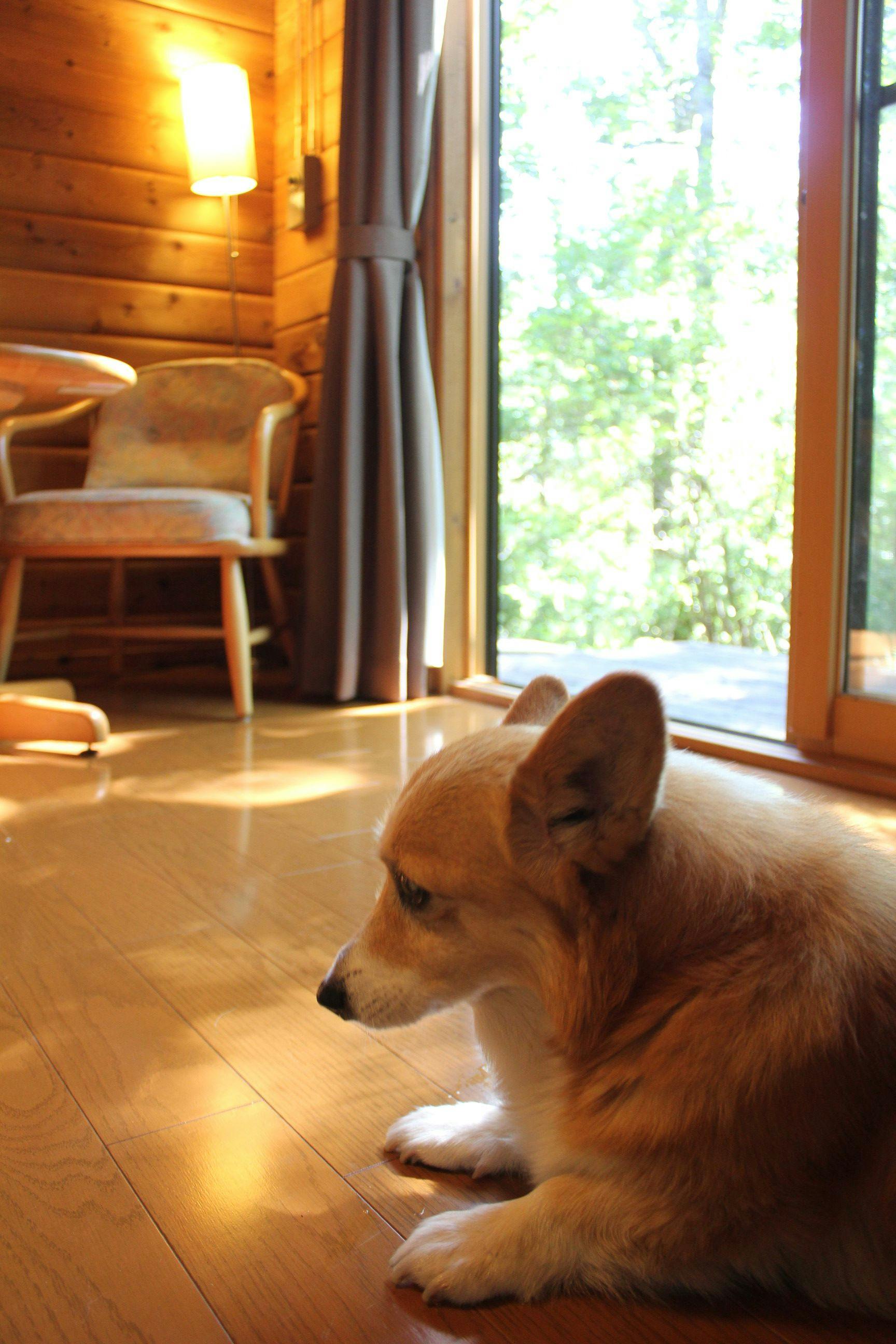 Forest Cottage Kurumi no Ki