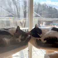 แมวสองตัวจะมาต้อนรับคุณ