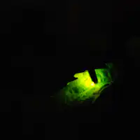 보통 6월 사카야에서는 7월까지 롱런합니다.