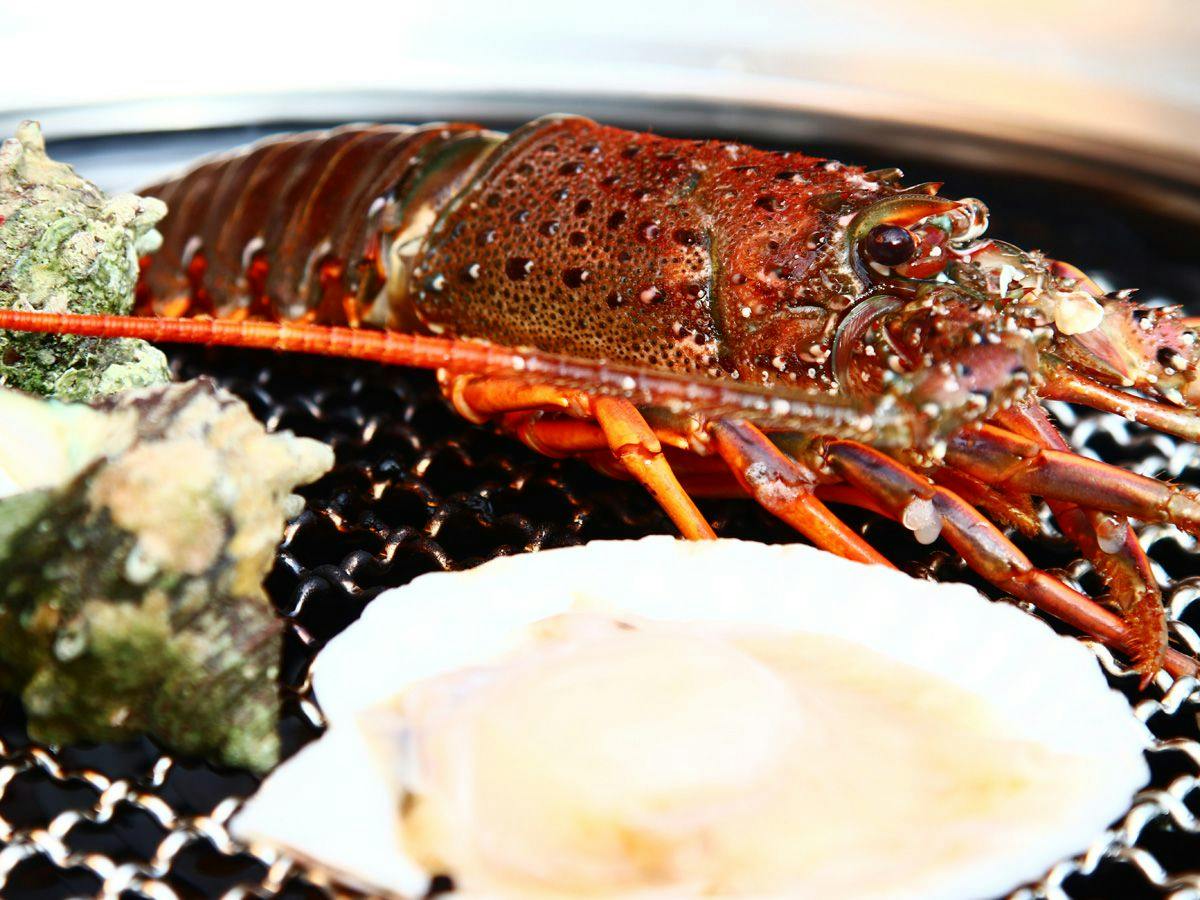Sunny's Pawprints: Pet-Friendly Onsen Inn