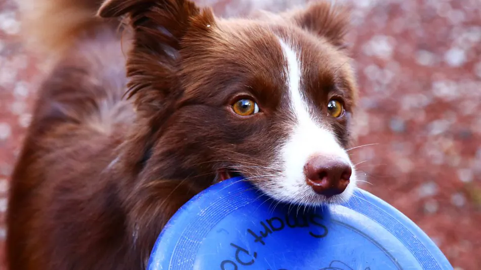 Sunny's Pawprints: Pet-Friendly Onsen Inn