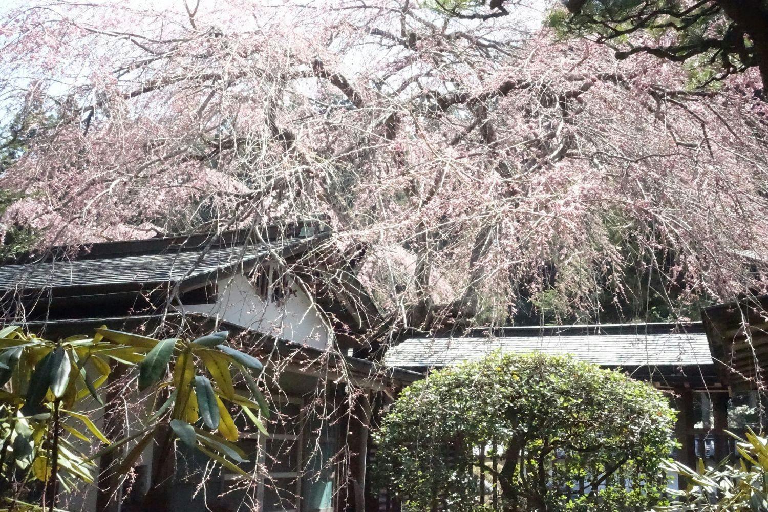 Koyasan Onsen Fukuchiin