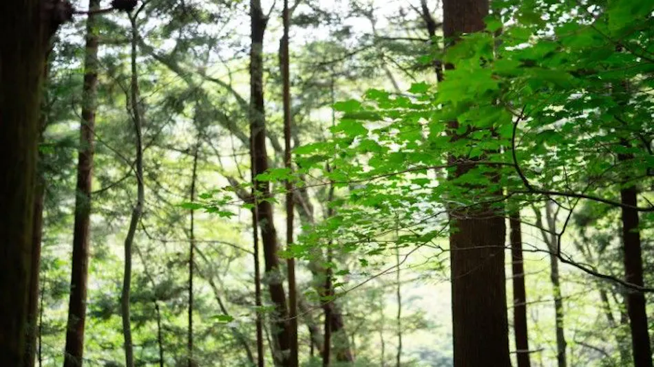 Itamuro Bettei Retreat SPA Wayakuso