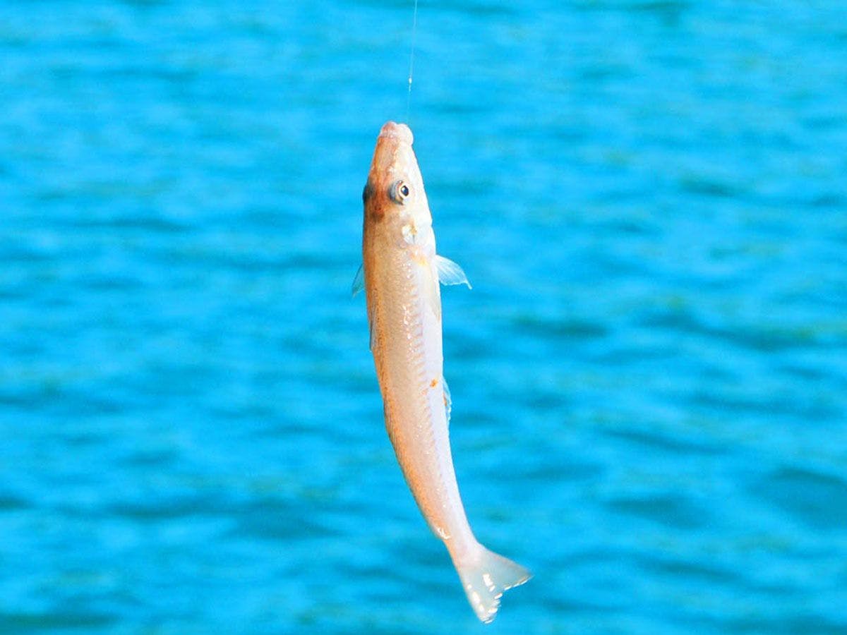 *【ประสบการณ์ตกปลาง่ายๆ】