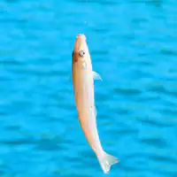 *【ประสบการณ์ตกปลาง่ายๆ】