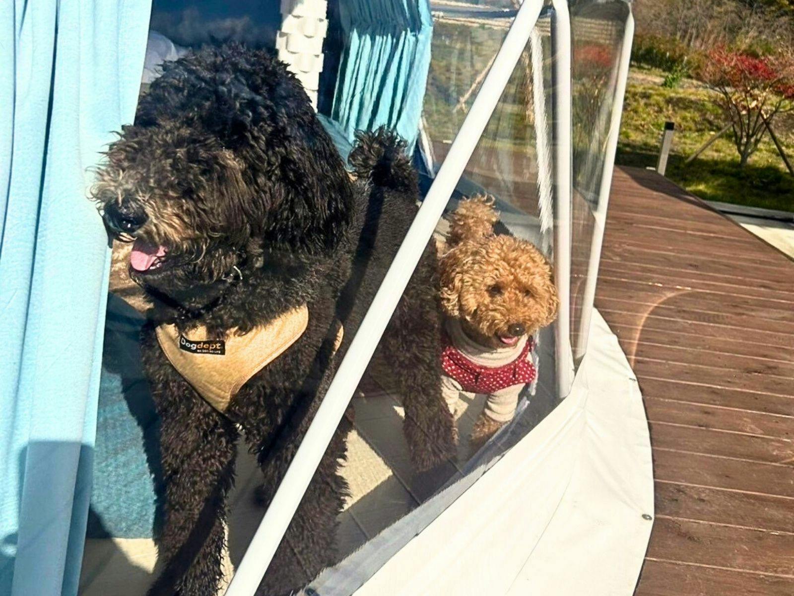 Chill Out Glamping Zao
