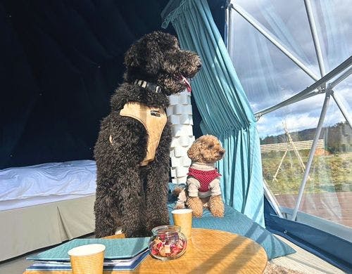 ペット用のゲージ付イメージ