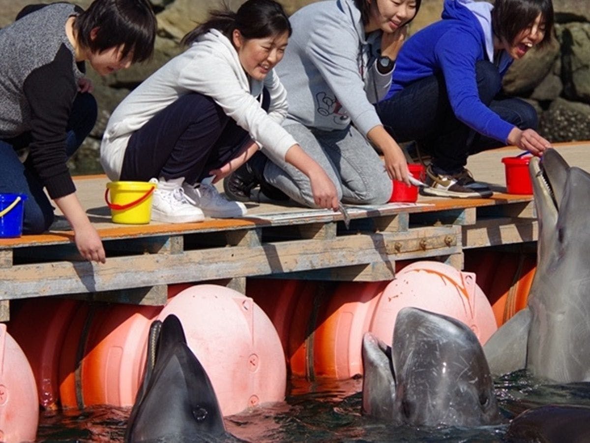 พิพิธภัณฑ์ปลาวาฬ - ประสบการณ์ให้อาหารโลมา