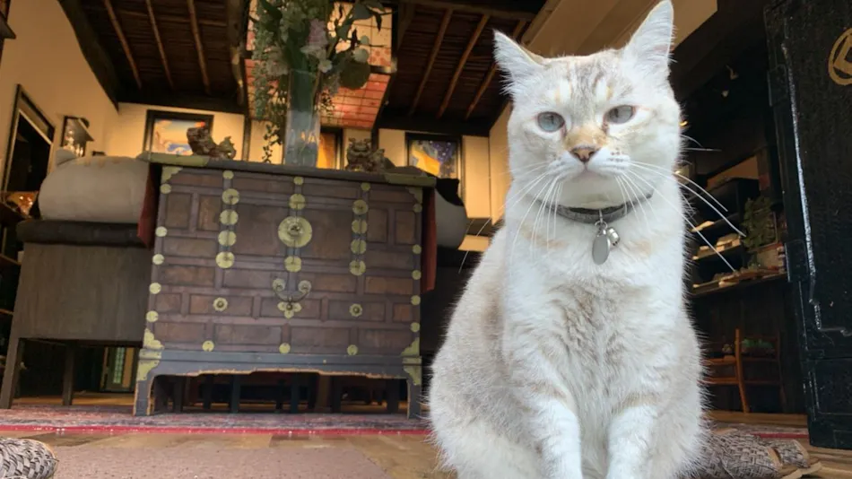 Yufuin Lamp Inn: A Japanese Modern Hot Spring Ryokan