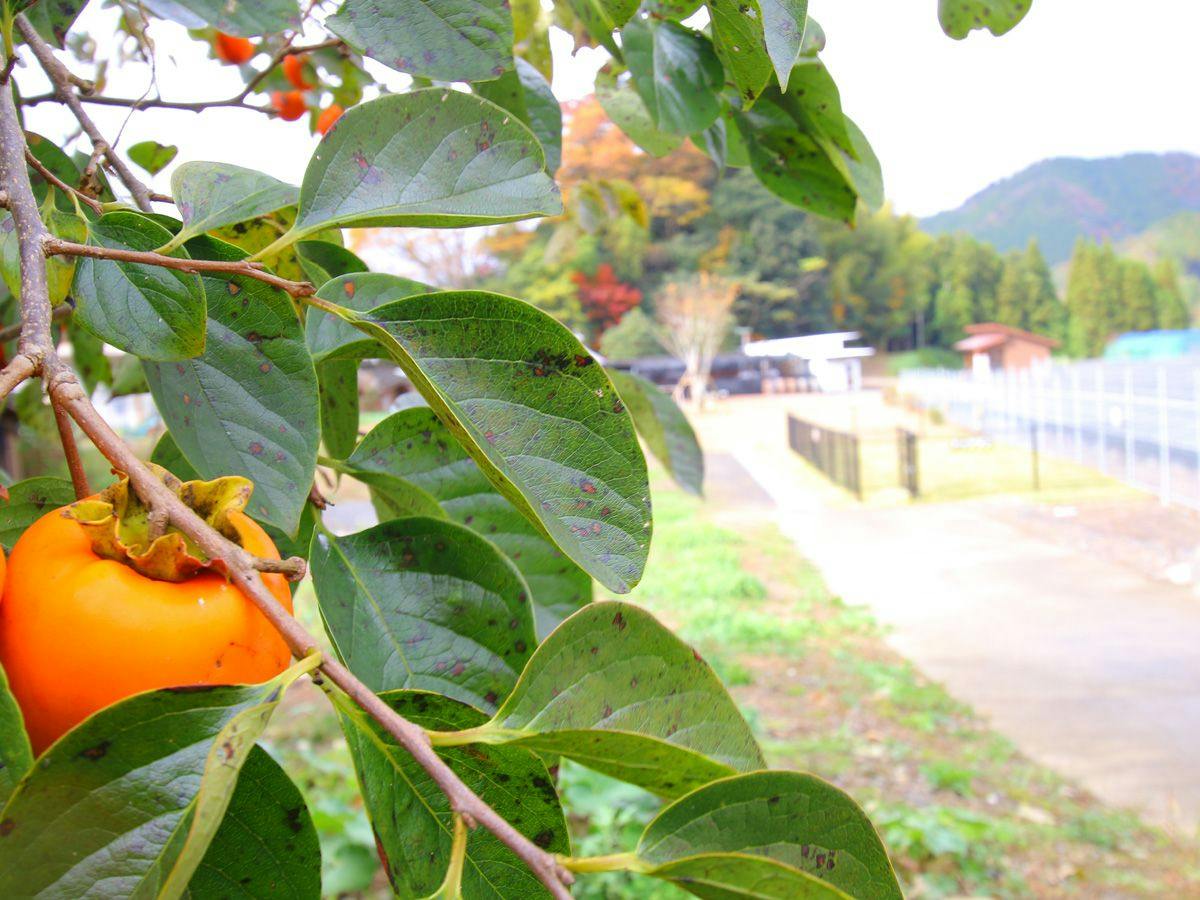 Auto Campground in Takachiho