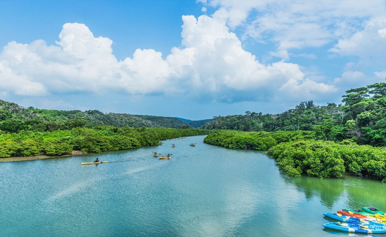 พื้นที่ป่าชายเลนที่กว้างใหญ่