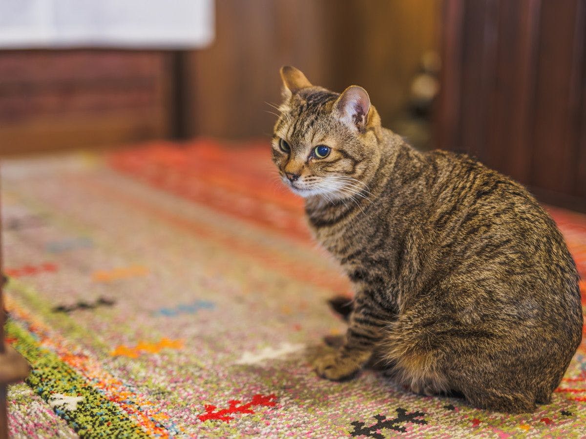 แมวประจำที่พัก