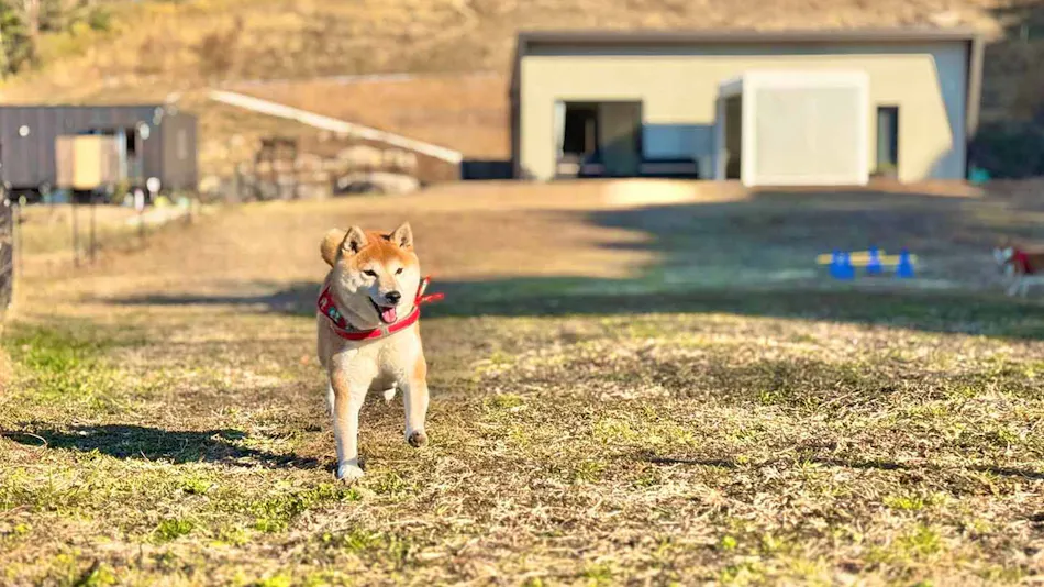DOGGYWOOD Awajishima