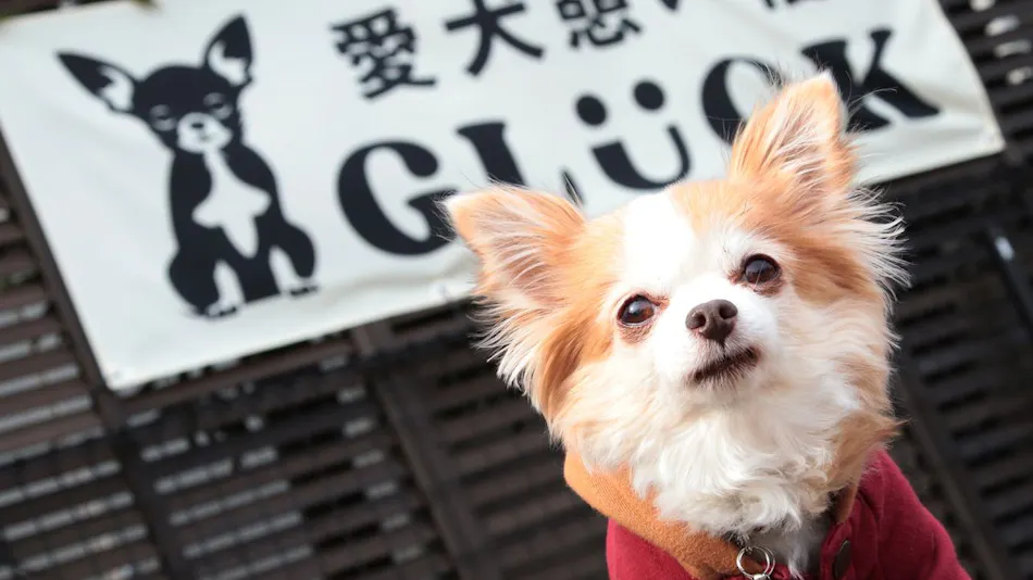 Dog-Friendly Property GLUCK Izukougen
