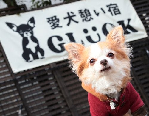 【ドッグラン】