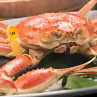 Langsung dari Pelabuhan Mikuni! Kepiting Echizen