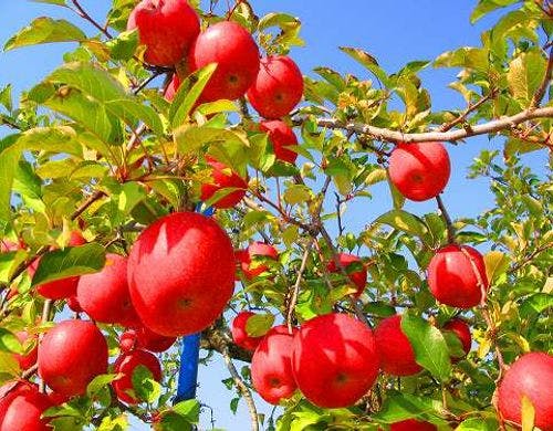 りんごの木