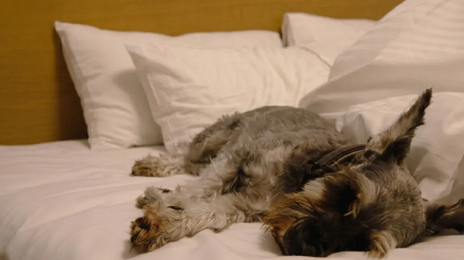 sante 4073 SAUNA & STAY Hakata Island #1 Arouzu