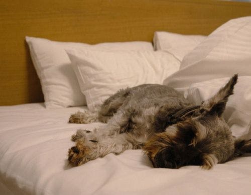 ペットと一緒に寝られるプラン