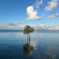 แผนฉลองอายุ 70 ปี (โคคิ)