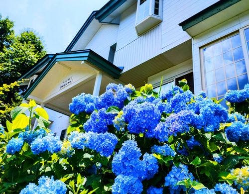 外観【春・紫陽花マリンブルー】