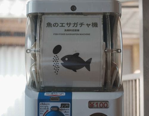 庭園で錦鯉とふれあう、癒しの餌やり体験