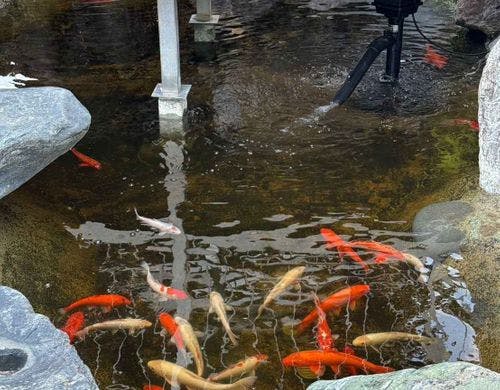 色鮮やかな錦鯉に魅了される瞬間