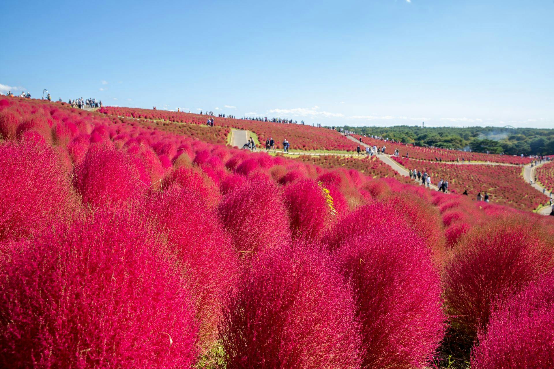 โคเคียที่สวนสาธารณะฮิตาจิ ซีไซด์ พาร์ก (Hitachi Seaside Park)